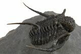 Impressive Spiny Cyphaspis Trilobite - Morocco #312721-1